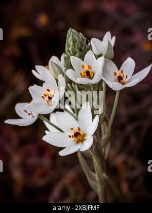 Eine Rasse von weißen Chinkerinchee oder Wunderblüten mit dem lateinischen Namen Ornithogalum thyrsoides, die vor einem verschwommenen dunklen Hintergrund wachsen Stockfoto