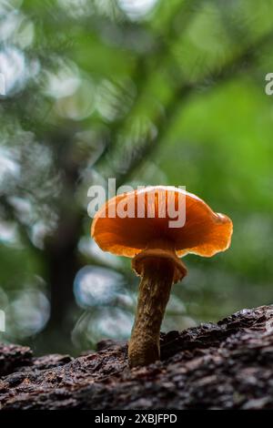 Bunte Pilze, die von einem Baum in den Bergen von Süd-Arizona sprießen. Stockfoto