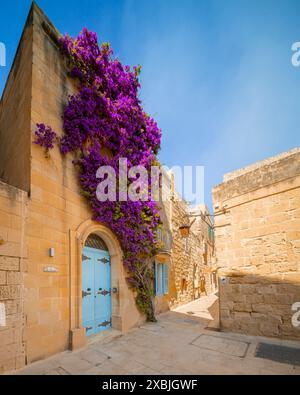 Wunderschöne Attraktion in Mdina (der stillen Stadt). Fantastische Aussicht auf eine gelbe Hauswand mit hellblauer Tür und lila Blumen Stockfoto