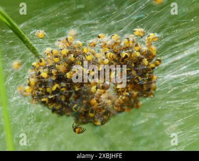 Eine Gruppe von Garden Orb Web Spider, Araneus diadematus, Spiderlings zusammen in Einem Nest, New Forest UK Stockfoto