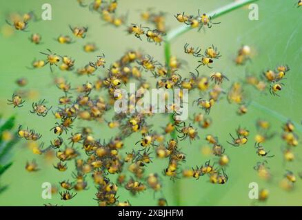 Eine Gruppe von Garden Orb Web Spider, Araneus diadematus, Spiderlings zusammen in Einem Nest, New Forest UK Stockfoto