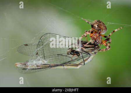 Makro Einer weiblichen Gartenspinne, Araneus diadematus, ernährt sich von Einer jungen Damselfly-Beute, die in ihrem Web gefangen wurde, New Forest UK Stockfoto