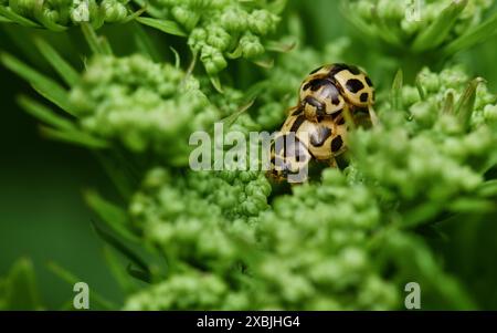 Zwei vierzehn gefleckte Marienkäfer, Propylea quatuordecimpunctata, Paarung, New Forest UK Stockfoto