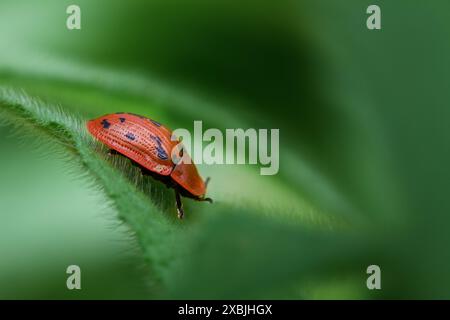 Makro, Nahaufnahme, von Einem Roten, Orange, Fleabane Schildkrötenkäfer, Leaf Beetle, Cassida murraea rusting on A Leaf, New Forest, Großbritannien Stockfoto