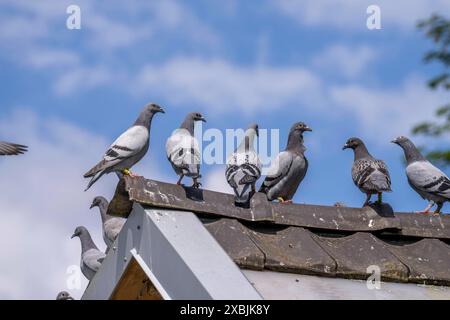 Brieftauben, auf einem Taubenschlag, Taubenzüchter, Mülheim, NRW, Deutschland, Brieftauben *** Brieftauben, auf einem Taubenloft, Taubenzüchter, Mülheim, NRW, Deutschland, Trägertauben Stockfoto