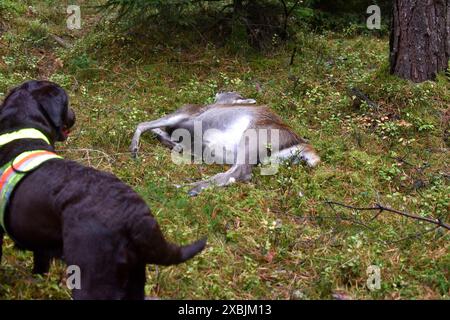 Impressionen Herbst-Drückjagd Drückjagd Hochwild Jagd Impressionen *** Impressionen Herbstgeführte Jagd Jagd Großwildjagd Impressionen Stockfoto