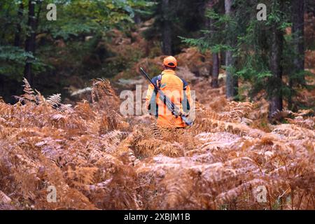 Impressionen Herbst-Drückjagd Drückjagd Hochwild Jagd Impressionen *** Impressionen Herbstgeführte Jagd Jagd Großwildjagd Impressionen Stockfoto