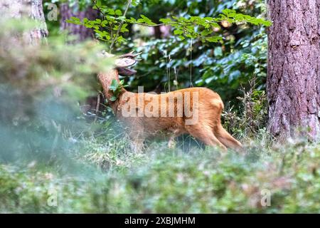 Rehbock, mittlerer Herangeblattet Rehbock, mittlerer, Brunftzeit Rehbock herangeblattet *** Rehbock, Mittel, Brunftzeit Rehbock herangeblattet *** Rehbock, Mittel, Brunftzeit Rehbock herangeblattet Stockfoto