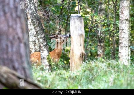 Rehbock, mittlerer Herangeblattet Rehbock, mittlerer, Brunftzeit Rehbock herangeblattet *** Rehbock, Mittel, Brunftzeit Rehbock herangeblattet *** Rehbock, Mittel, Brunftzeit Rehbock herangeblattet Stockfoto