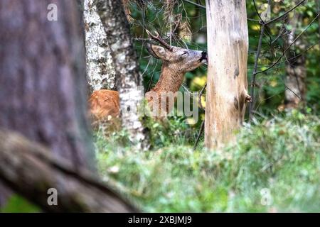 Rehbock, mittlerer Herangeblattet Rehbock, mittlerer, Brunftzeit Rehbock herangeblattet *** Rehbock, Mittel, Brunftzeit Rehbock herangeblattet *** Rehbock, Mittel, Brunftzeit Rehbock herangeblattet Stockfoto