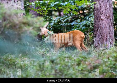 Rehbock, mittlerer Herangeblattet Rehbock, mittlerer, Brunftzeit Rehbock herangeblattet *** Rehbock, Mittel, Brunftzeit Rehbock herangeblattet *** Rehbock, Mittel, Brunftzeit Rehbock herangeblattet Stockfoto