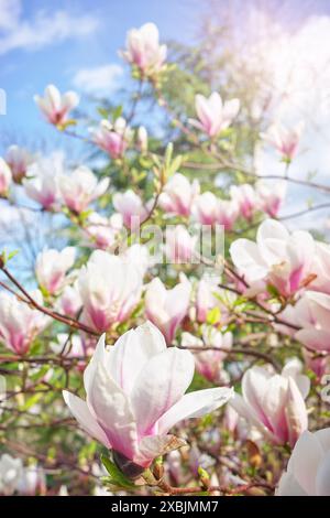 Nahaufnahme der blühenden Magnolie soulangeana, selektiver Fokus. Stockfoto