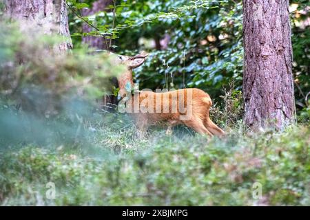 Rehbock, mittlerer Herangeblattet Rehbock, mittlerer, Brunftzeit Rehbock herangeblattet *** Rehbock, Mittel, Brunftzeit Rehbock herangeblattet *** Rehbock, Mittel, Brunftzeit Rehbock herangeblattet Stockfoto