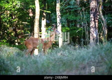 Rehbock, mittlerer Herangeblattet Rehbock, mittlerer, Brunftzeit Rehbock herangeblattet *** Rehbock, Mittel, Brunftzeit Rehbock herangeblattet *** Rehbock, Mittel, Brunftzeit Rehbock herangeblattet Stockfoto