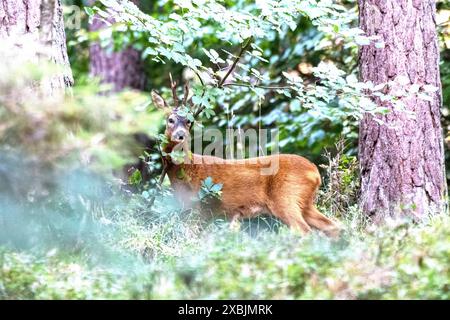 Rehbock, mittlerer Herangeblattet Rehbock, mittlerer, Brunftzeit Rehbock herangeblattet *** Rehbock, Mittel, Brunftzeit Rehbock herangeblattet *** Rehbock, Mittel, Brunftzeit Rehbock herangeblattet Stockfoto