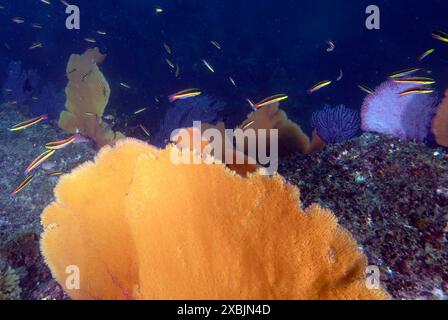 Weichkorallen im Pazifik in Baja California Sur, Mexiko Stockfoto