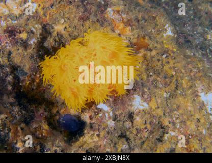 Orange Cup Coral (Tubastraea coccinea) in Baja California, Mexiko Stockfoto