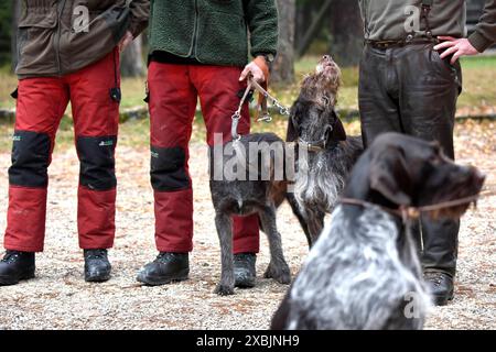 Impressionen Herbst-Drückjagd Drückjagd Hochwild Jagd Impressionen *** Impressionen Herbstgeführte Jagd Jagd Großwildjagd Impressionen Stockfoto