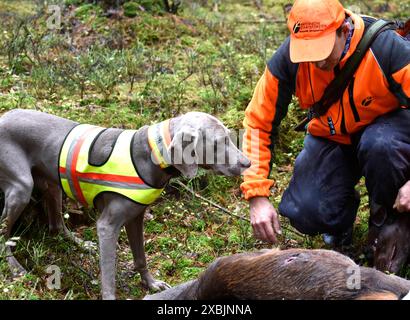 Impressionen Herbst-Drückjagd Drückjagd Hochwild Jagd Impressionen *** Impressionen Herbstgeführte Jagd Jagd Großwildjagd Impressionen Stockfoto