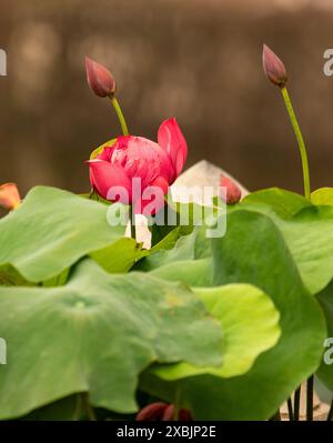 Fesselndes, blendendes, ausgezeichnetes, faszinierendes natürliches Nahaufnahme, hochauflösendes, blühendes Pflanzenporträt von Lotus Flower, Nelumbo nucifera, Hanoi Stockfoto