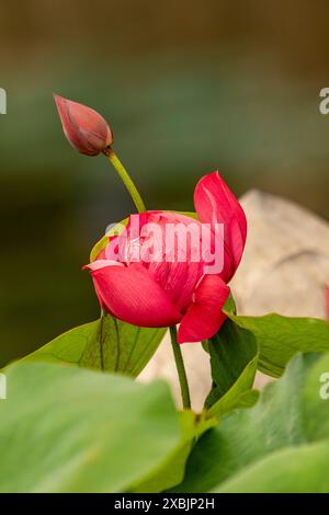 Fesselndes, blendendes, ausgezeichnetes, faszinierendes natürliches Nahaufnahme, hochauflösendes, blühendes Pflanzenporträt von Lotus Flower, Nelumbo nucifera, Hanoi Stockfoto