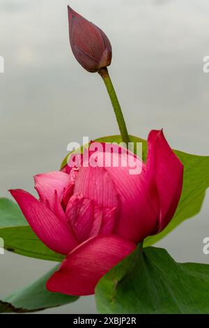 Fesselndes, blendendes, ausgezeichnetes, faszinierendes natürliches Nahaufnahme, hochauflösendes, blühendes Pflanzenporträt von Lotus Flower, Nelumbo nucifera, Hanoi Stockfoto