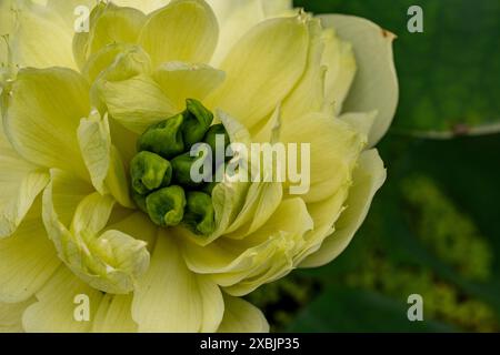 Fesselndes, blendendes, ausgezeichnetes, faszinierendes natürliches Nahaufnahme, hochauflösendes, blühendes Pflanzenporträt von Lotus Flower, Nelumbo nucifera, Hanoi Stockfoto