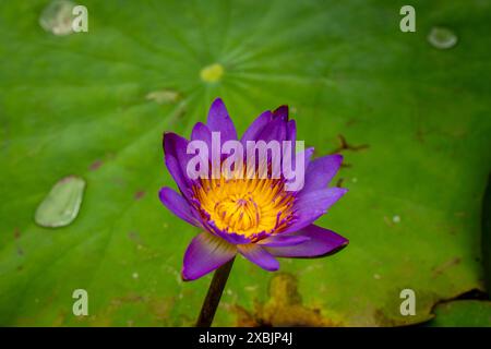 Fesselndes, blendendes, ausgezeichnetes, faszinierendes natürliches Nahaufnahme, hochauflösendes, blühendes Pflanzenporträt von Lotus Flower, Nelumbo nucifera, Hanoi Stockfoto