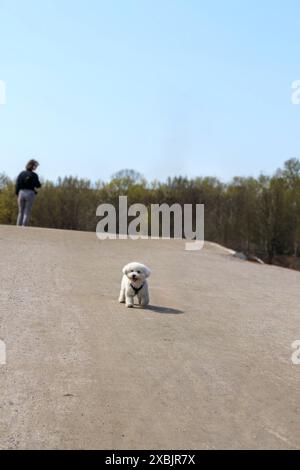 Ein kleiner und weißer Hund spaziert in einem Park mit einer menschlichen Silhouette und einem grünen Baum Hintergrund Stockfoto