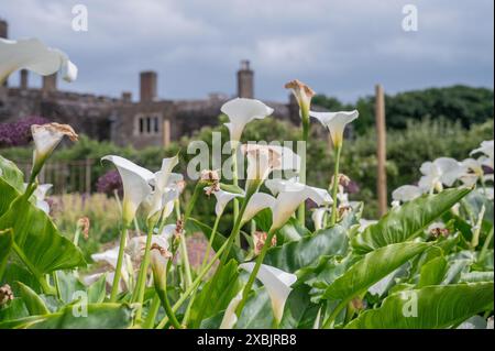 Walmer Castle in der Nähe von Deal und Dover in Kent, Heimat der Lords Wächter der Cinque Ports und der Königin Mutter Stockfoto