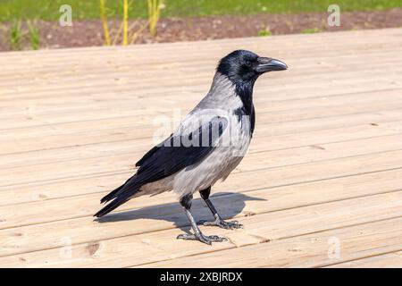 Eine Krähe auf Holzdielen an einem sonnigen Tag Stockfoto