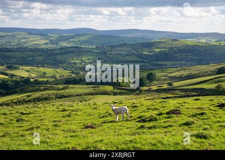 Schafe in den Hügeln des High Peak bei Chapel-en-le-Frith in Derbyshire, England. Stockfoto