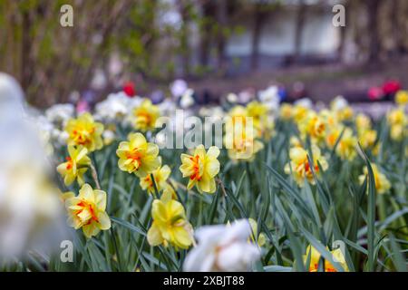 Frühlingsblumen genannt Narzissen im Garten oder Park Stockfoto