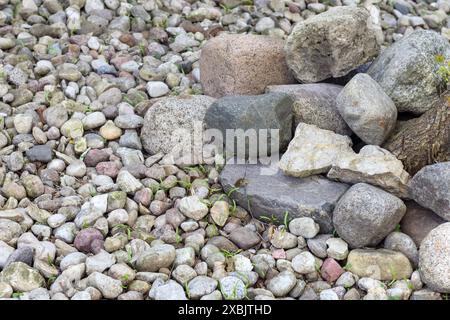 Große und kleine Steinkiesel an einem trockenen Strand Stockfoto