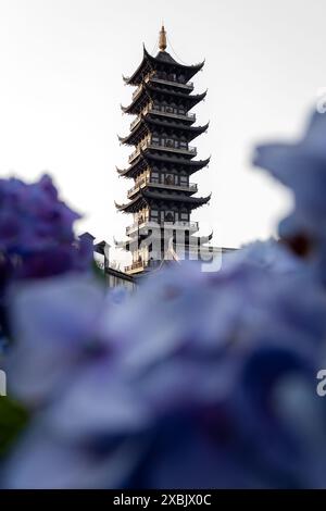 Eine chinesische Pagode hinter wunderschönen violetten Blumen in einer alten Stadt in China Stockfoto