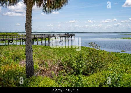 Vogelbeobachter am Ecopassage Observation Boardwalk im Paynes Prairie Preserve State Park in Micanopy, Florida, nahe Gainesville. (USA) Stockfoto