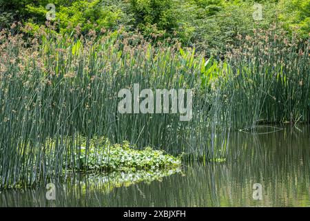 Teich im Sweetwater Wetlands Park am Paynes Prairie Preserve in Gainesville, Florida. (USA) Stockfoto