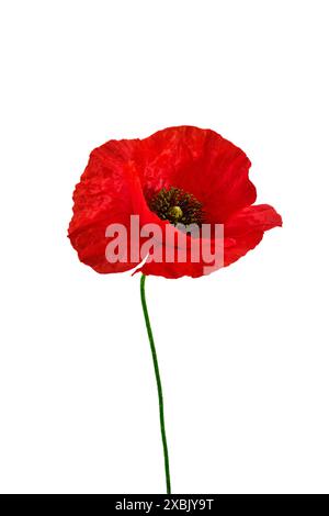 Lebendiger roter Mohn, isoliert auf weiß Stockfoto