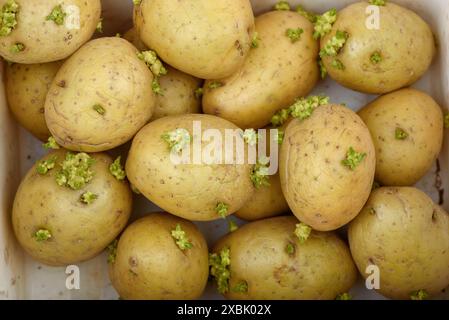 Ein Blick von oben auf einen Haufen Kartoffelknollen mit Sprossen. Nahaufnahme. Stockfoto