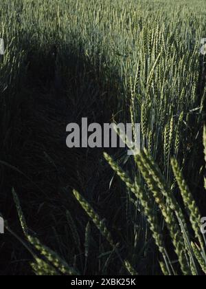 Eine vertikale Nahaufnahme eines dunklen Fußwegs inmitten eines grünen Roggens auf einem ukrainischen Feld Stockfoto