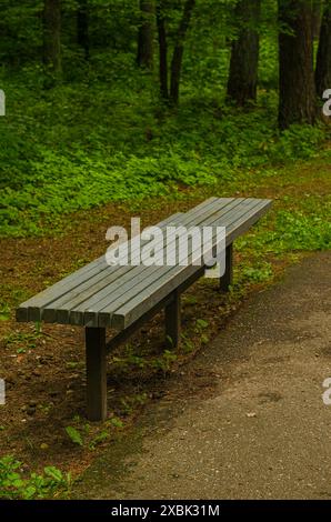 Holzbank am Waldweg im Park. Hochwertige Fotos Stockfoto