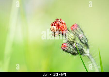 Sumpfkrabbenspinne, Xysticus ulmi, Insekt auf einer Distelblume auf einer grünen Wiese, Tier feuchter Bewohner Stockfoto