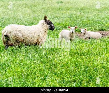 Ein Schaf auf einem Feld mit ihren Lämmern an einem frühen Sommerabend in der Nähe von Selby North Yorkshire, Großbritannien Stockfoto