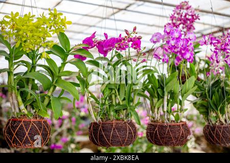 Mehrfarbige Orchideenblüten in Korbblumentöpfen, die an einem Spalier hängen. Dekorative tropische Pflanzen, Cottage Dekoration. Stockfoto