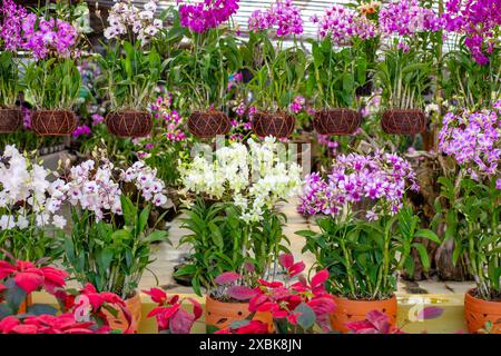 Blumenmarkt. Mehrfarbige Orchideenblüten in Korbblumentöpfen, die an einem Spalier hängen. Dekorative tropische Pflanzen. Stockfoto
