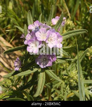 Threadleaf Phacelia (Phacelia linearis) lila Wildblume im First Peoples Buffalo Jump State Park, Montana Stockfoto