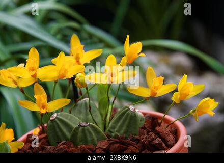 Süß duftende Lycaste, Lycaste aromatica, Orchidaceae. Eine duftende hellgelbe Landorchidee aus Mittelamerika und Mexiko. Stockfoto