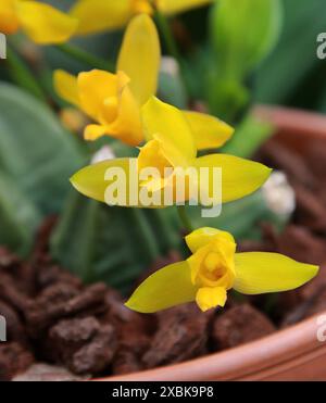 Süß duftende Lycaste, Lycaste aromatica, Orchidaceae. Eine duftende hellgelbe Landorchidee aus Mittelamerika und Mexiko. Stockfoto