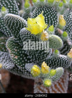 Angel's-Wings, Bunny Ears Cactus, Bunny Cactus oder Polka-Dot Cactus, Opuntia Microdasys „Albata“, Cactaceae. Mexiko, Nordamerika. Stockfoto