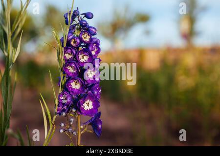 Nahaufnahme des violetten Delfins, das auf Blumenbeeten im Sommergarten bei Sonnenuntergang blüht. King Arthur Varieté Stockfoto